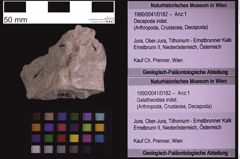 Foto (Objekt + Etiketten) von Galatheoidea indet. (NHMW-GEO-1990-0041-0182)